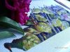 00BD1206-1045-499E-945B-54D33C4957BD.thumb.jpeg.d7540f1e6ae226b9ebb66b0e8bb812e5.jpeg