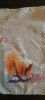 1906206681_.thumb.jpg.dab16b40fe793f4561243ceb401981fb.jpg