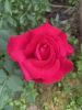 1D0E1ADB-D841-41E4-81A8-32D2BAC85EDF.thumb.jpeg.fbe33050c6f3df09c838cf8be38b0720.jpeg