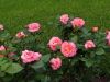 20220614_184734.thumb.jpg.b4d825b9ad605ae23828209c5220c4b9.jpg