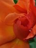 20220616_105338.thumb.jpg.a64cafb034413f5863d0eaef2e9bce03.jpg
