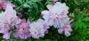 20220626_165309.thumb.jpg.a30adc20daf9062ab5caadd05387c20b.jpg
