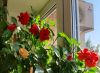 20220716_162213.thumb.jpg.80d3fffefe79a19f0a02a2cb1b9fdce9.jpg