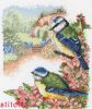 Anchor PCE0505, Summer Bluetits