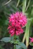 DSC_0068.thumb.JPG.8ec394a83043dd8c7e47ea9d1e0e2c6b.JPG