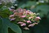 DSC_0070.thumb.JPG.56671f793e1edb69145976aafde62fdd.JPG