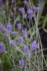 DSC_0075.thumb.JPG.c244af1ba5ff395bd62ac78a1a431dc6.JPG