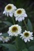 DSC_0077.thumb.JPG.593e187dff01d98df815caa6ac263174.JPG