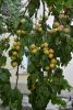 DSC_0078.thumb.JPG.f315443d8eb7547eae7d34e707ce68c0.JPG