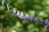 DSC_0092.thumb.JPG.8d0862e9179570ad9dcb4d83ed7fa111.JPG