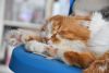 DSC_0104.thumb.JPG.e5380ab1b267ad2bce8f6101f55b7fbc.JPG