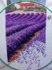 DSC_0290.thumb.JPG.0c00293426cf0608129a888a1dfce2eb.JPG?1657430925101