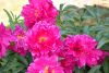DSC_2374.thumb.JPG.9ff59d4e2d52f34bad3b0b6e606050e6.JPG