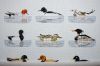 DSC_6338a.thumb.jpg.b25bfb392ef70c8dcdbb3f0674bc79f3.jpg