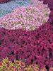 IMG20220719121539.thumb.jpg.4dfaa38fc2418de5de61d1bf72232d6b.jpg