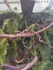 IMG_20220618_141732.thumb.jpg.da7035fe310992297dc8cdb5906be92a.jpg