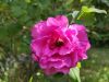 IMG_20220625_133652.thumb.jpg.cde6a670dd43a6cb529b8f8a41687171.jpg
