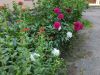 IMG_20220625_180647.thumb.jpg.d2436ed33d853bdd55a57716e66f43f2.jpg