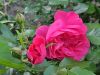 IMG_20220626_192055.thumb.jpg.9ea9d32be587b12774a53b31e08568a7.jpg