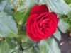 IMG_20220626_214540.thumb.jpg.c4508ec0f18779ae8cd05948f44e23cd.jpg