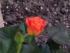 IMG_20220626_214609.thumb.jpg.92a6b4da08a38e030a9f1626c59fb73f.jpg