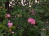 IMG_20220626_214618.thumb.jpg.803b8276c559ce9b6266f6762dc15a9f.jpg