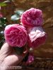 IMG_20220702_132000.thumb.jpg.08cd4876b461ffeec3656e281bed23fa.jpg