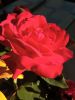 IMG_20220702_183537.thumb.jpg.d02baa9eb06b2452c22dfb7a85917047.jpg