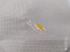 IMG_20220711_173441_compress79.thumb.jpg.b4a996a5a80b759f89bc2c2eb66aeba3.jpg