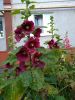 IMG_20220714_173732.thumb.jpg.4a8d71ccf97328e629b93d3aec27a3dc.jpg