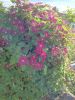 IMG_20220714_181117.thumb.jpg.85b5f1d5bc8edc62f10a7c5a76276f40.jpg