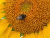 IMG_20220716_145942.thumb.jpg.b95d84b773e238ad2db040bb76d0d873.jpg