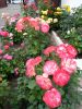 IMG_20220716_182710.thumb.jpg.48074e7c1e68766d3be99e0f794069a7.jpg