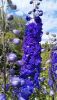 IMG_20220717_131913.thumb.jpg.0dd3cecb5ea78d7d9b85acdee6c1b729.jpg