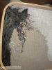 IMG_20220719_053847.thumb.jpg.cb63ad1d683d3ae5587dcff9b9019f8d.jpg