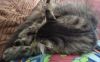 IMG_20220721_100556.thumb.jpg.bed9530a61a653d23565872ea8aa7421.jpg