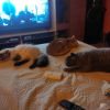 IMG_20220725_215817.thumb.jpg.6018f87ed6808adc24ece401cba2fb5d.jpg