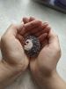 IMG_20220729_165259.thumb.jpg.61da3db4eb1bed6259248021cf0e51f5.jpg