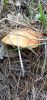 IMG_20220730_121033.thumb.jpg.2727222fc5f828cae464101b0e999428.jpg