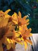 IMG_20220730_175202.thumb.jpg.0499ff1ee3ec2250d3c54e65bb0b1cc8.jpg