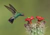 broad-billed-hummingbird-melton.jpg