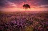 1624302425_25-oir_mobi-p-veresk-polya-priroda-krasivo-foto-28.thumb.jpeg.e2e0ca766e4e756a49c77257a0499ca0.jpeg