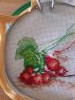 20220721_095217.thumb.jpg.e16a08ec4924e7f102df0f8f31a2e358.jpg?1660474667692