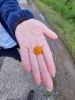 20220725_184619.thumb.jpg.e69619cacbba4caceee4991558bd80dc.jpg