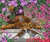 39801.thumb.jpg.633766c6b4673a9de6d1dfe129296abb.jpg