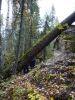 DSC03731.thumb.jpg.54aec82ee90ad1ca3c0fbaa10411c752.jpg