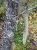 DSC03749.thumb.jpg.b6d903a7b149b8c293b0dec08489dae6.jpg