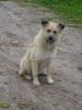 DSC03785.thumb.jpg.efec22cc1c5f6adc33b3c4615c973fec.jpg