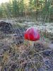 DSC04119.thumb.jpg.7759fb7883171ba4b82847bf9b17f988.jpg