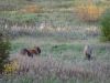 DSC04155.thumb.jpg.ce9f4d6d42777d55141149ab98c3e71e.jpg